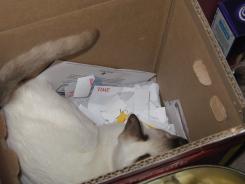 more kittens